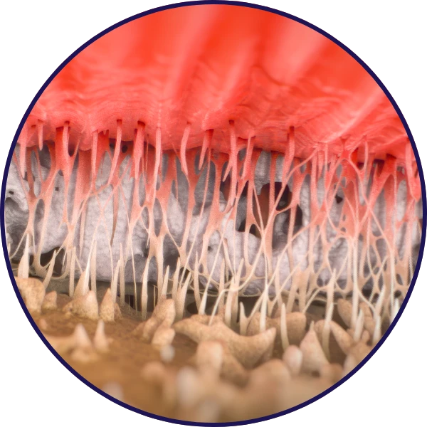 Tendon-Bone Integration