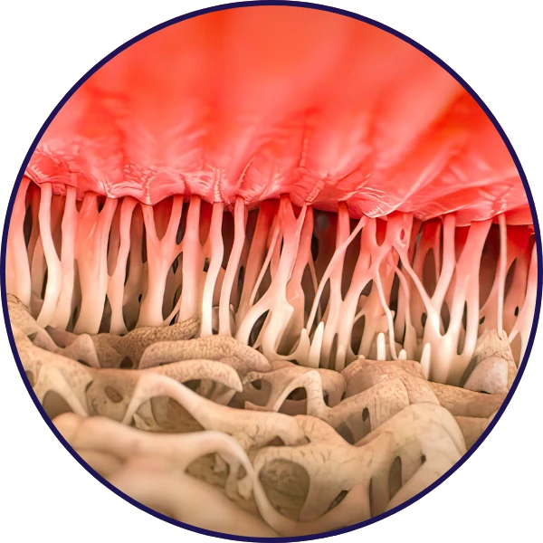 Tendon-Bone Integration growth