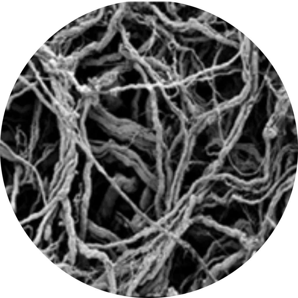 SEM image of native tendon ECM