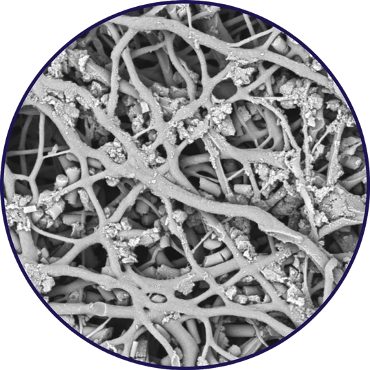 Proliferation of human tenocytes into ROTIUM® scaffold after 4 weeks (Data on file)