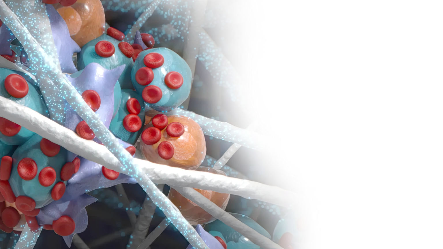 Biologic Environment Tendon Repair healing cascade