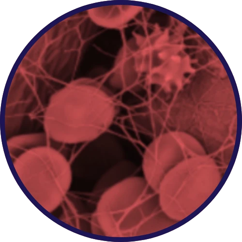 Cell Migration & Infiltration