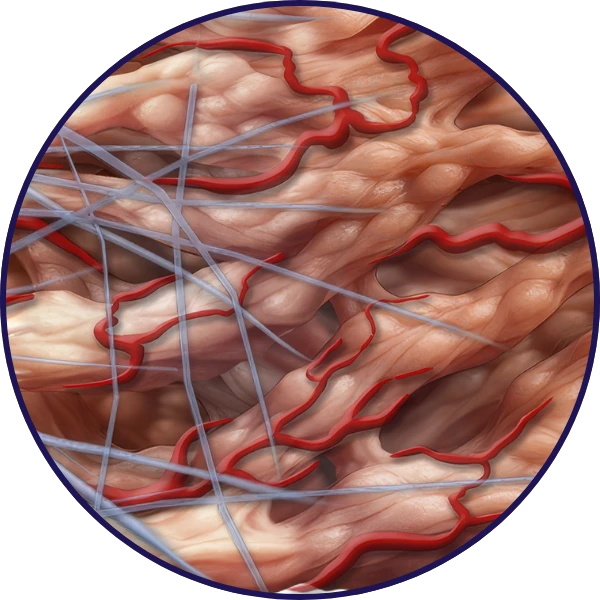 SUPPORTS TENDON REPAIR AND REMODELING Visual Illustration