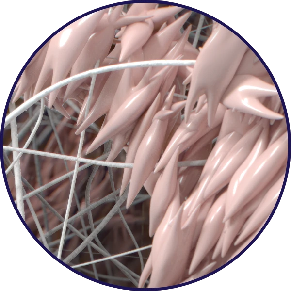 Tendon anatomy during the critical early phases of healing Medical Illustration